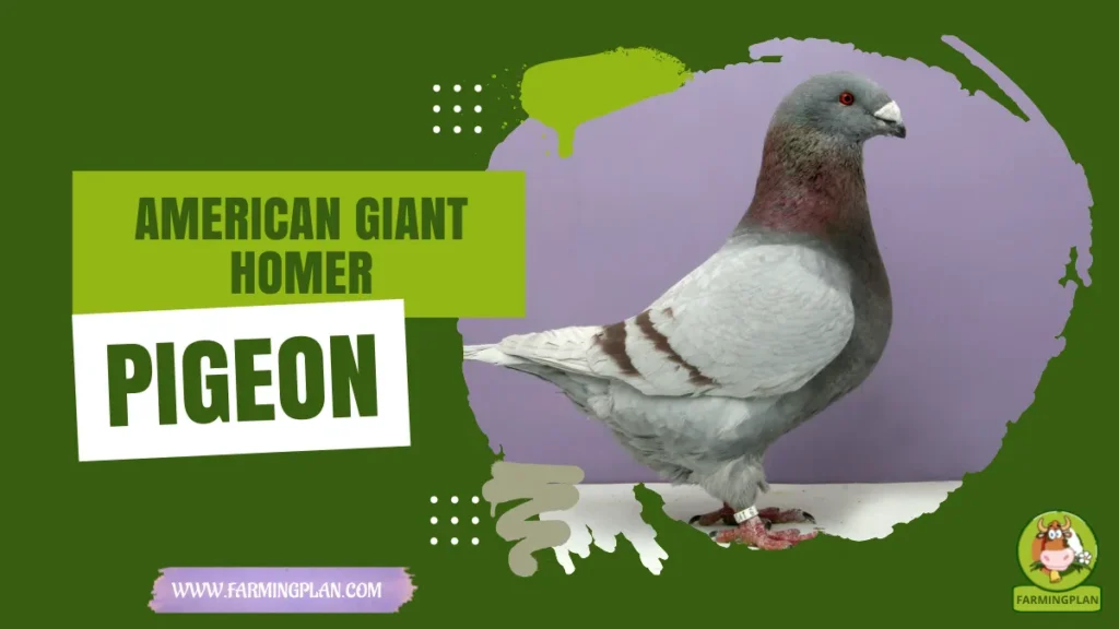 american giant homer pigeon