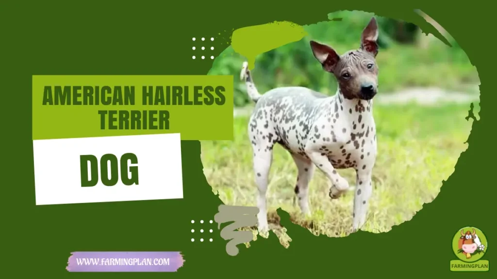 american hairless terrier dog