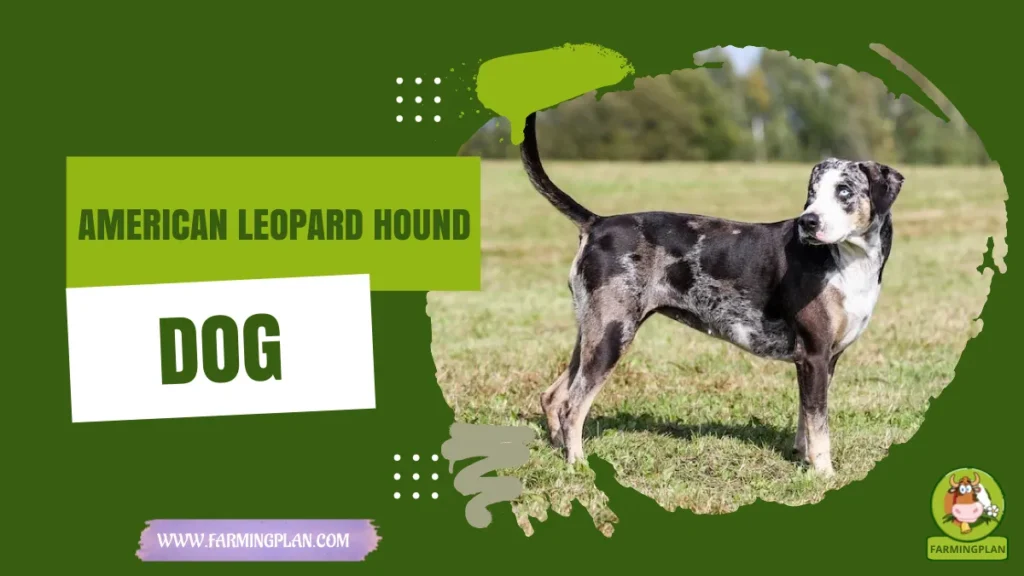 american leopard hound dog