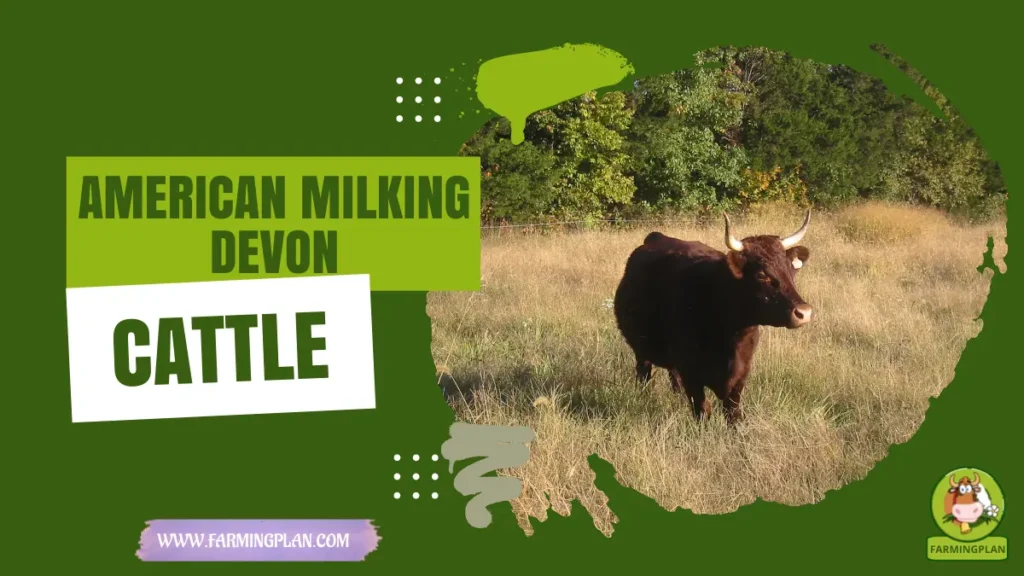 American Milking Devon Cattle