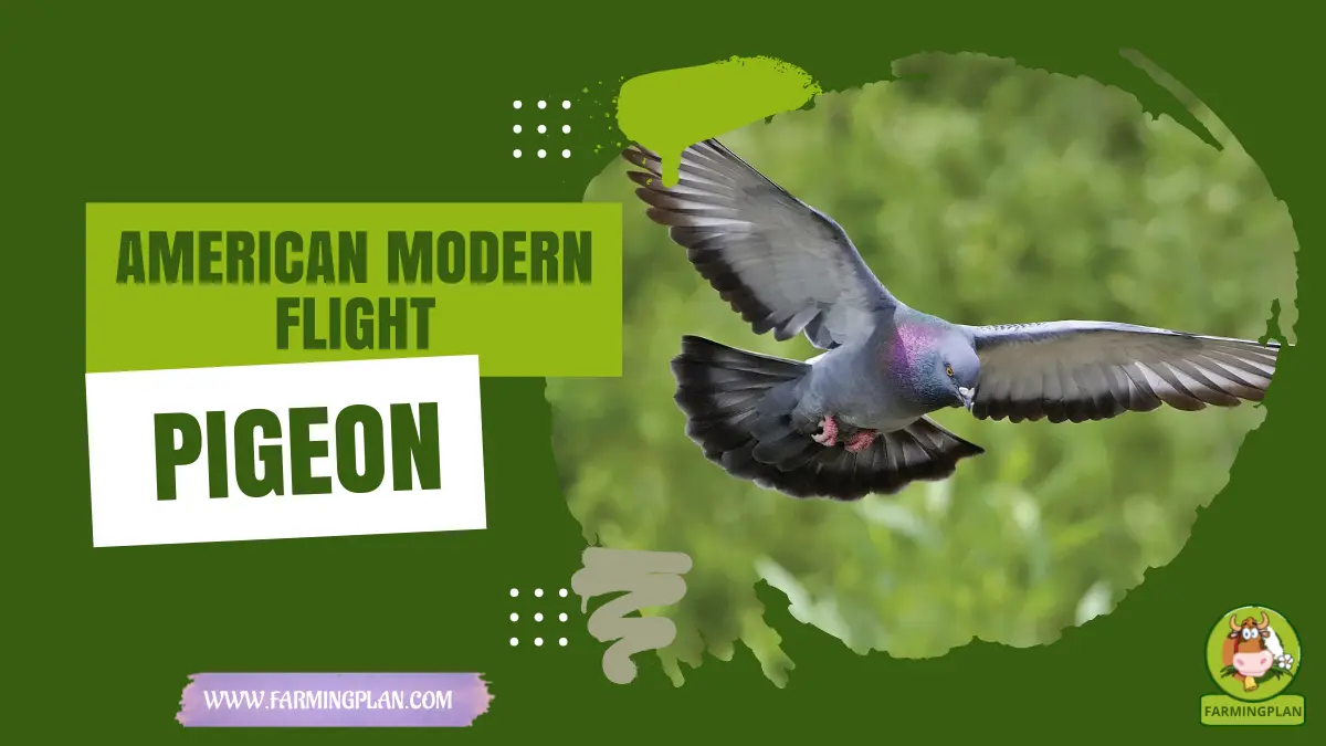 american modern flight pigeon