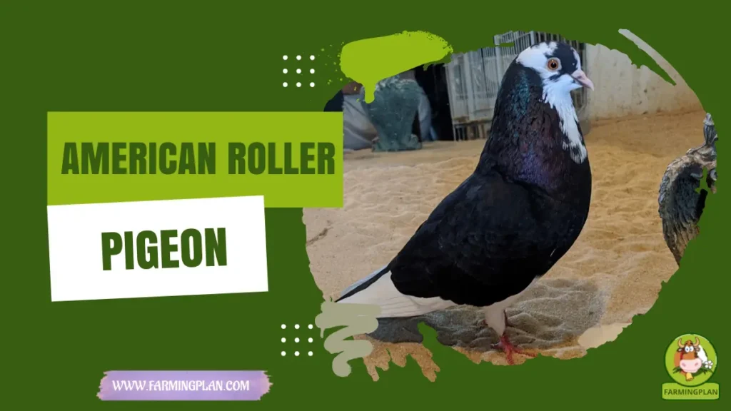 American Roller Pigeon