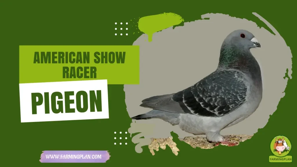 american show racer pigeon