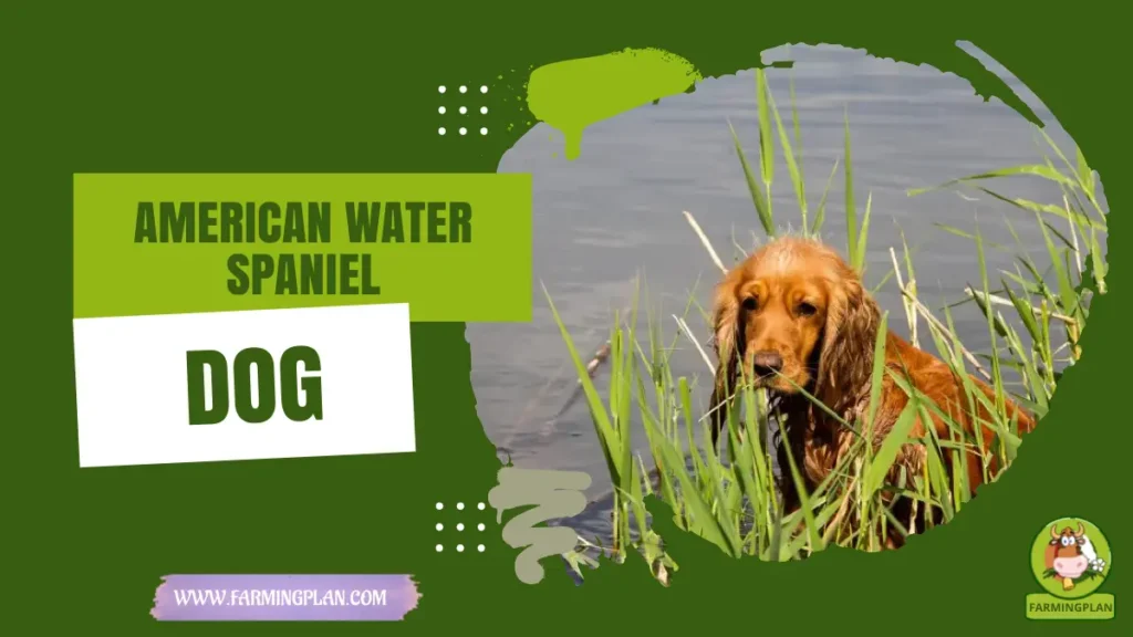 American Water Spaniel Dog