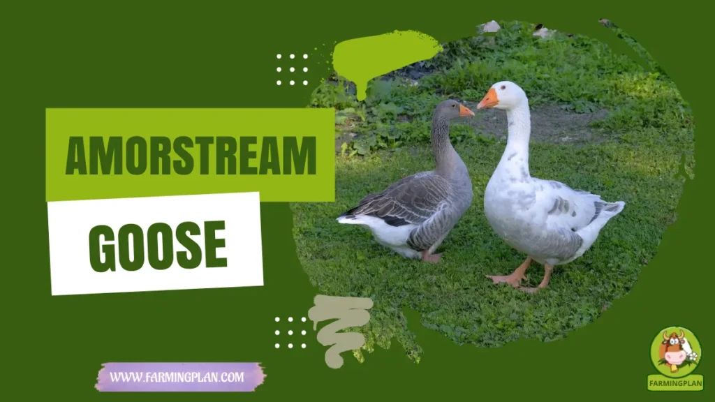 Amorstream Goose