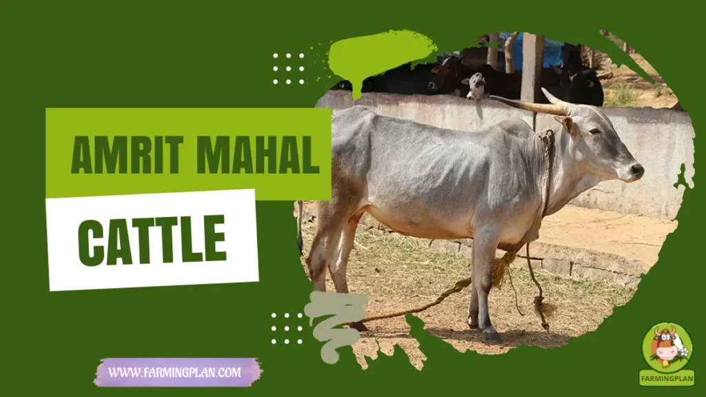 Amrit Mahal Cattle