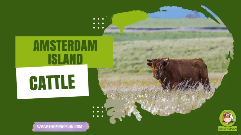 amsterdam island cattle