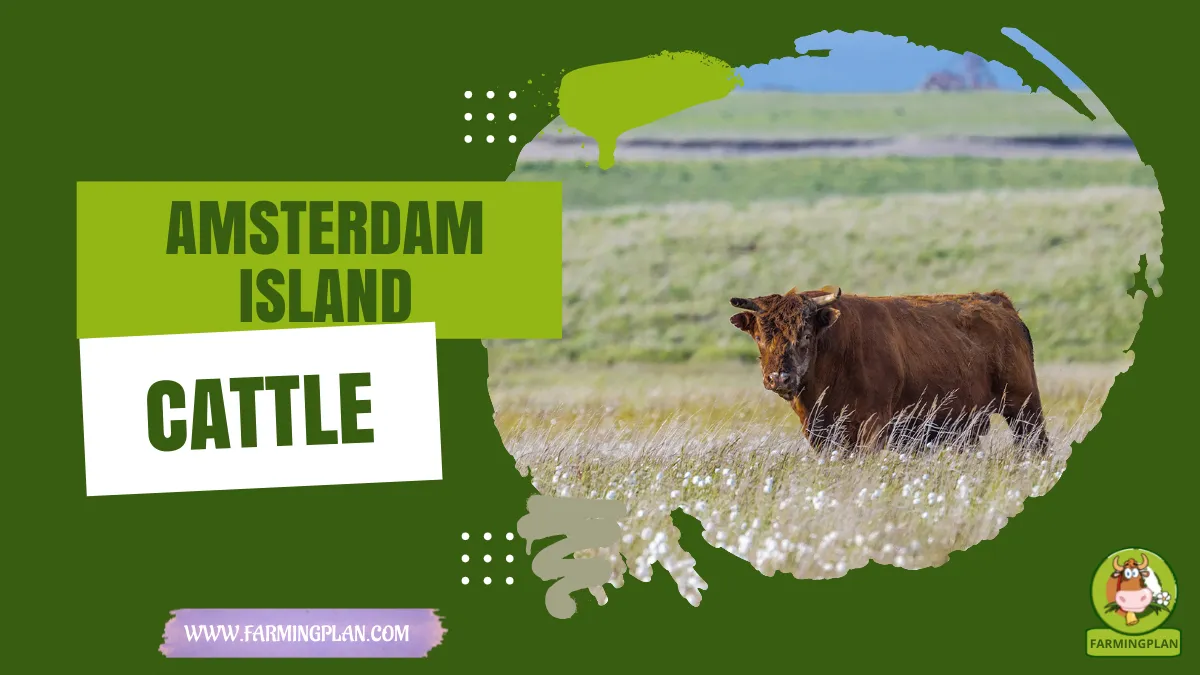 amsterdam island cattle
