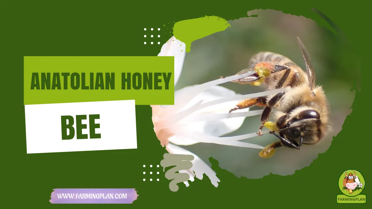 anatolian honey bee