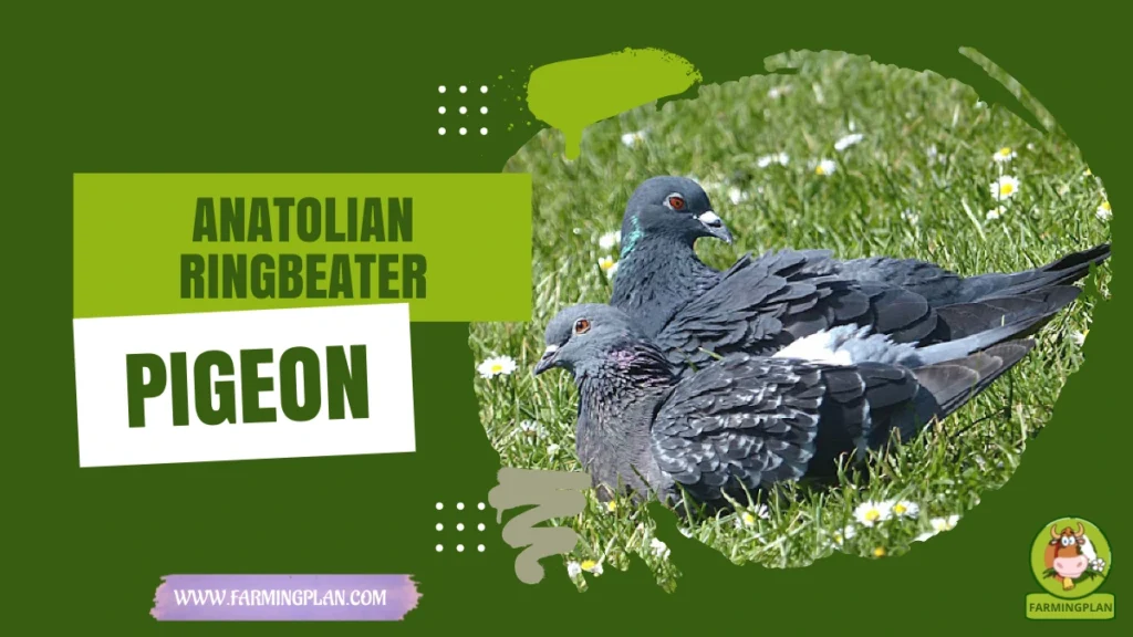 anatolian ringbeater pigeon