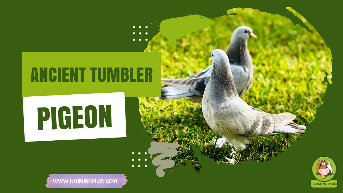 ancient tumbler pigeon