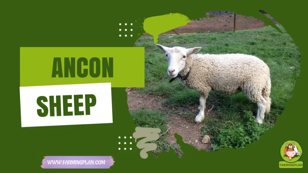 Ancon Sheep