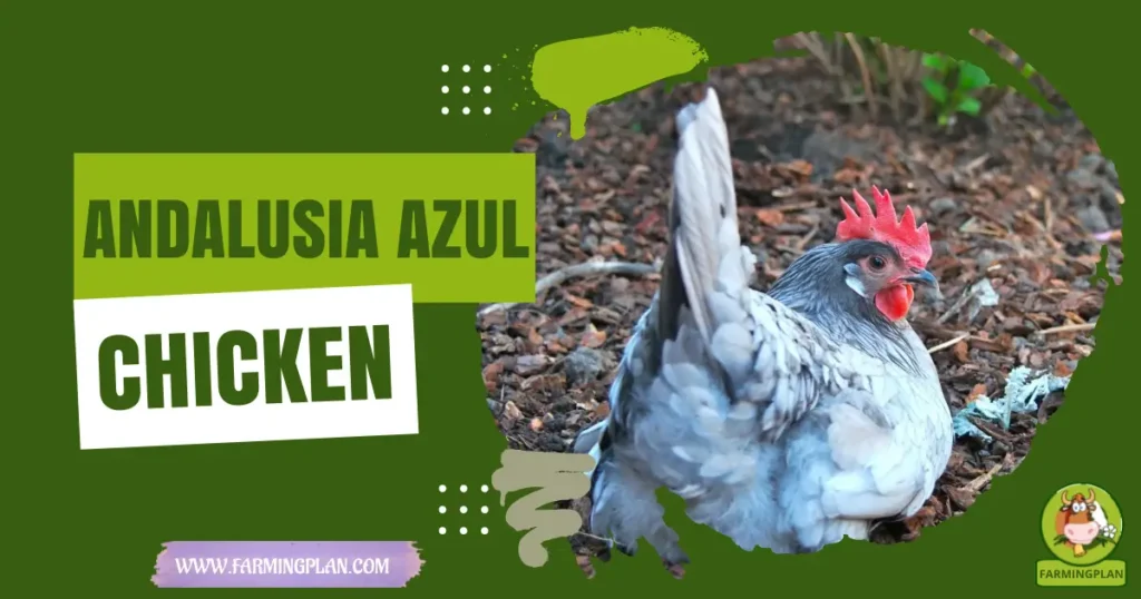 andalusia azul chicken