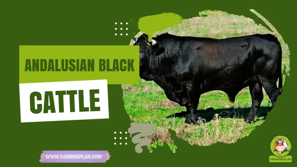 andalusian black cattle