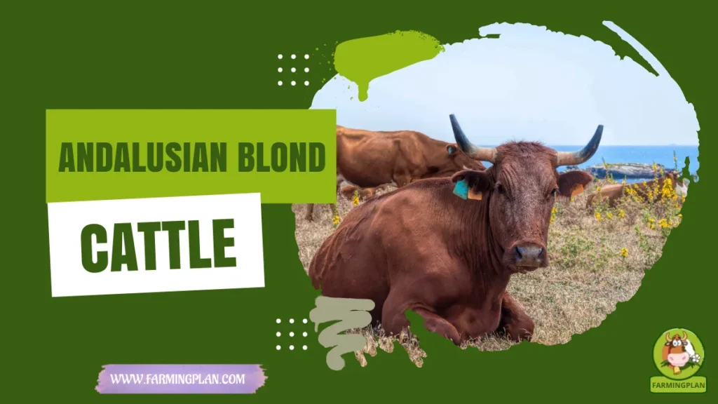 andalusian blond cattle