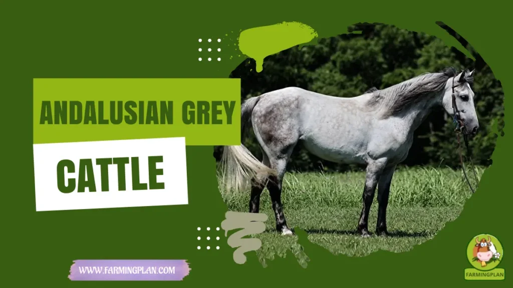Andalusian Grey Cattle