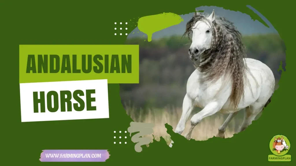 andalusian horse