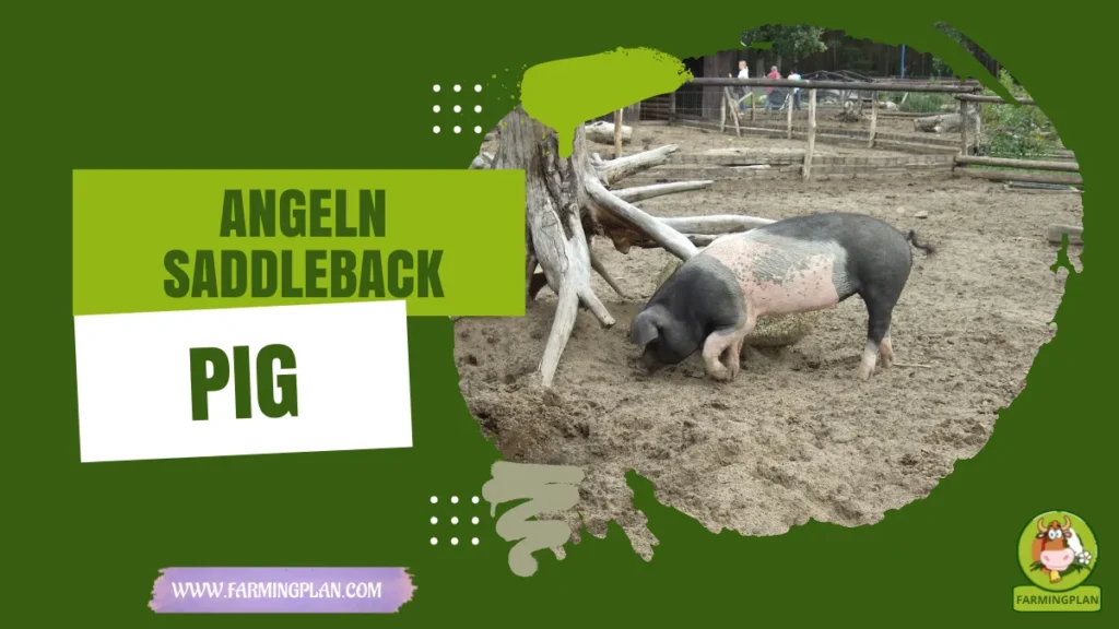 angeln saddleback pig