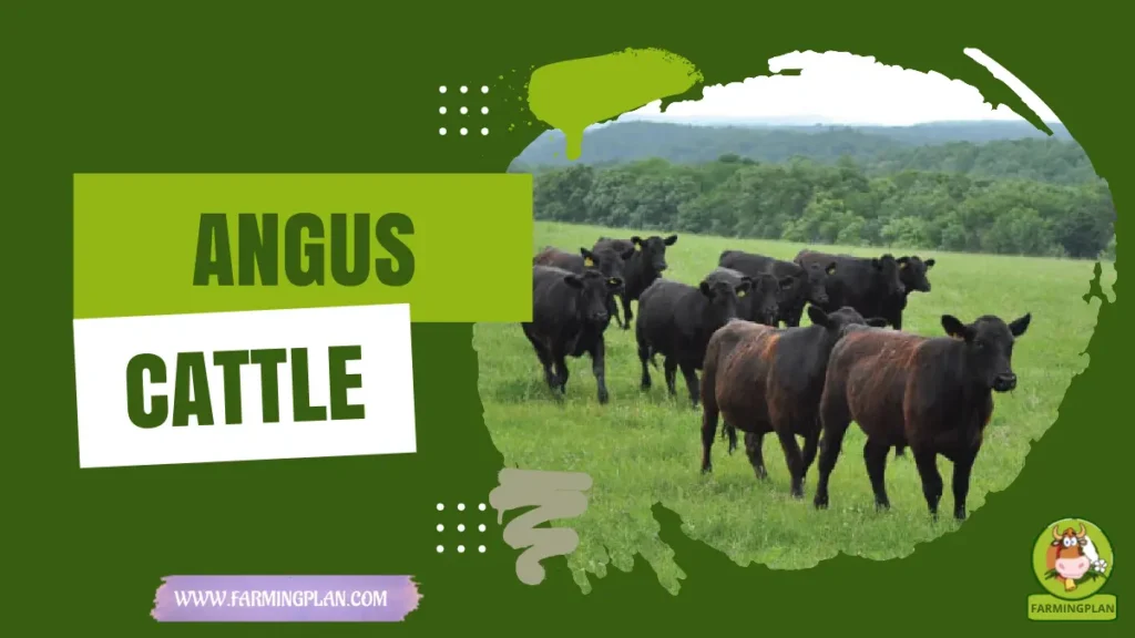 angus cattle