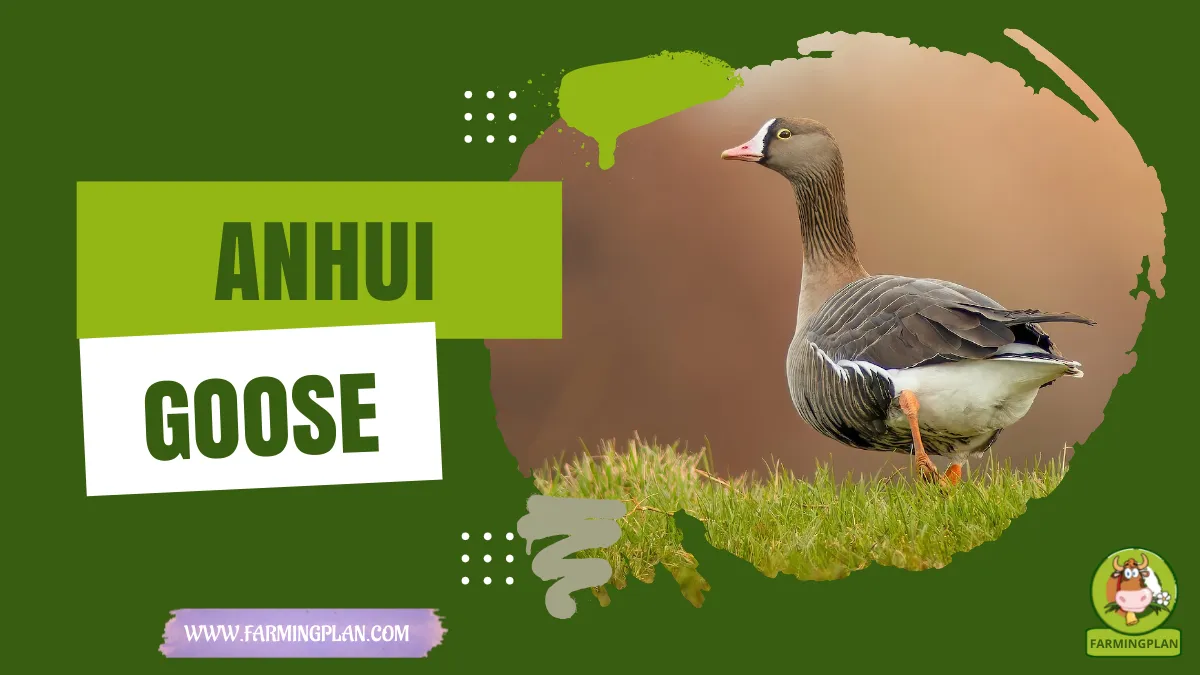 anhui goose