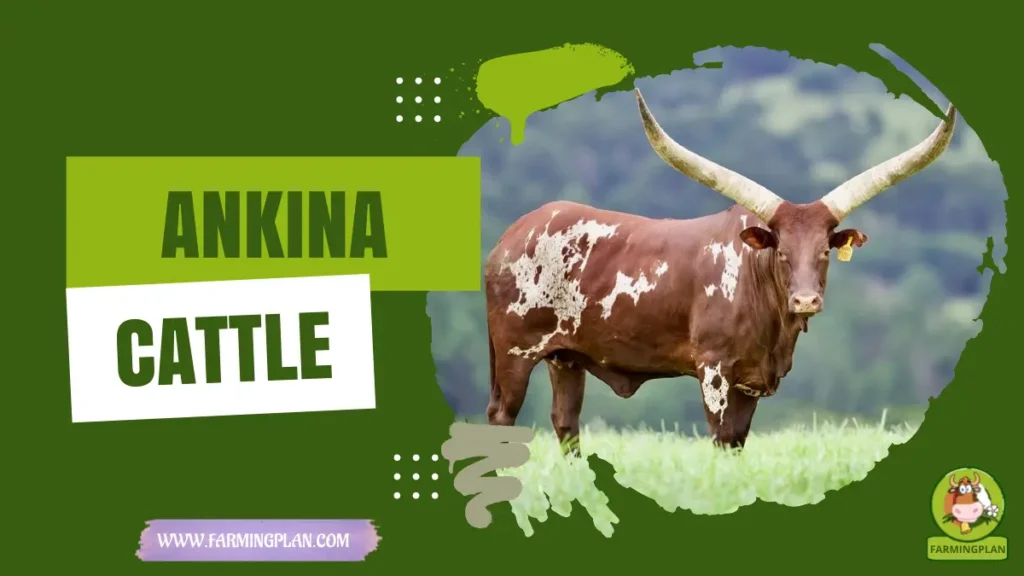 Ankina Cattle