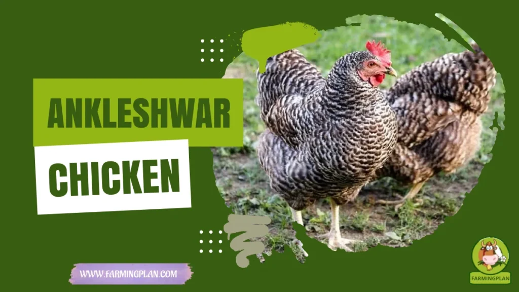 Ankleshwar Chicken
