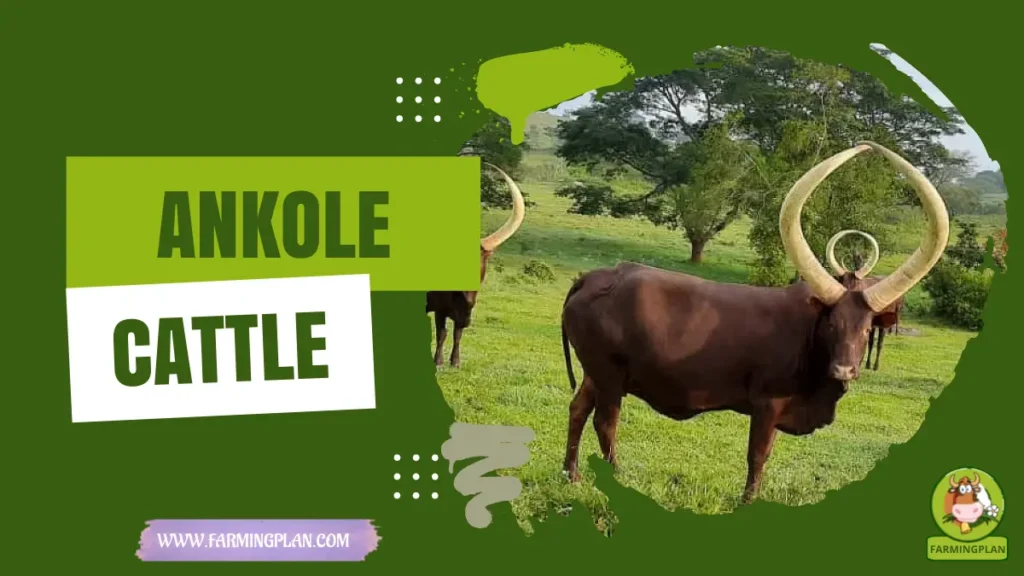 Ankole Cattle