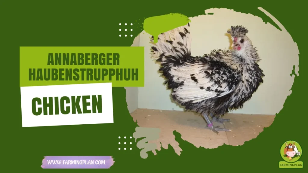 annaberger haubenstrupphuhn chicken