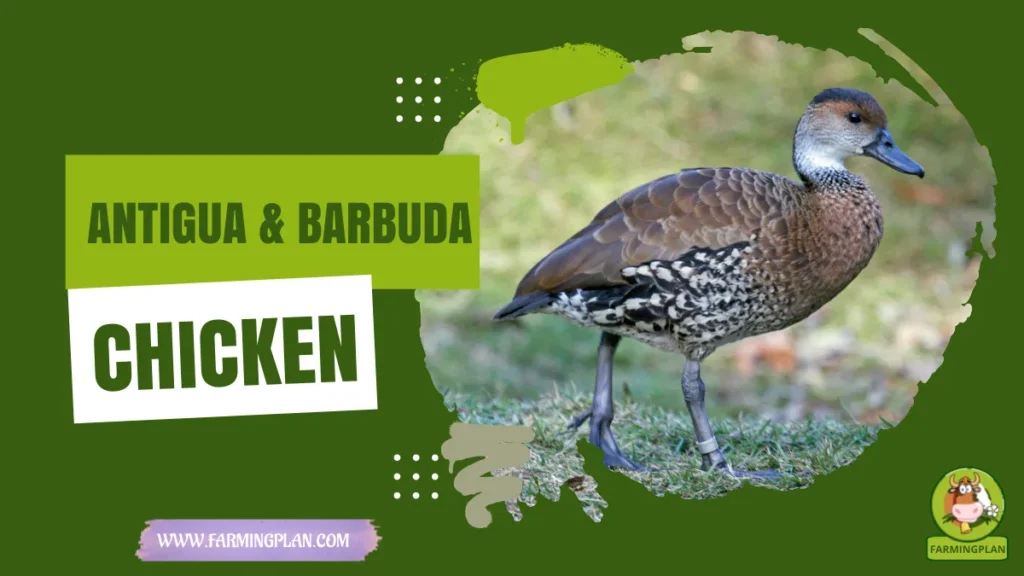 Antigua and Barbuda Duck