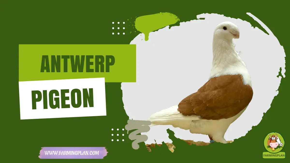 antwerp pigeon