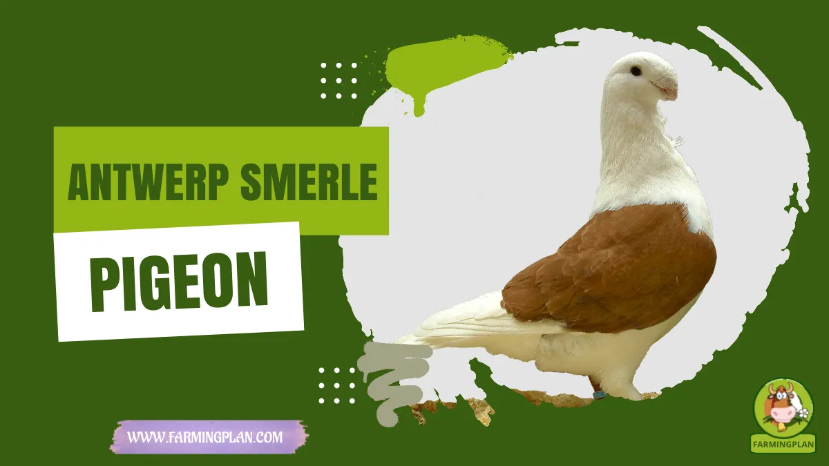 antwerp smerle pigeon