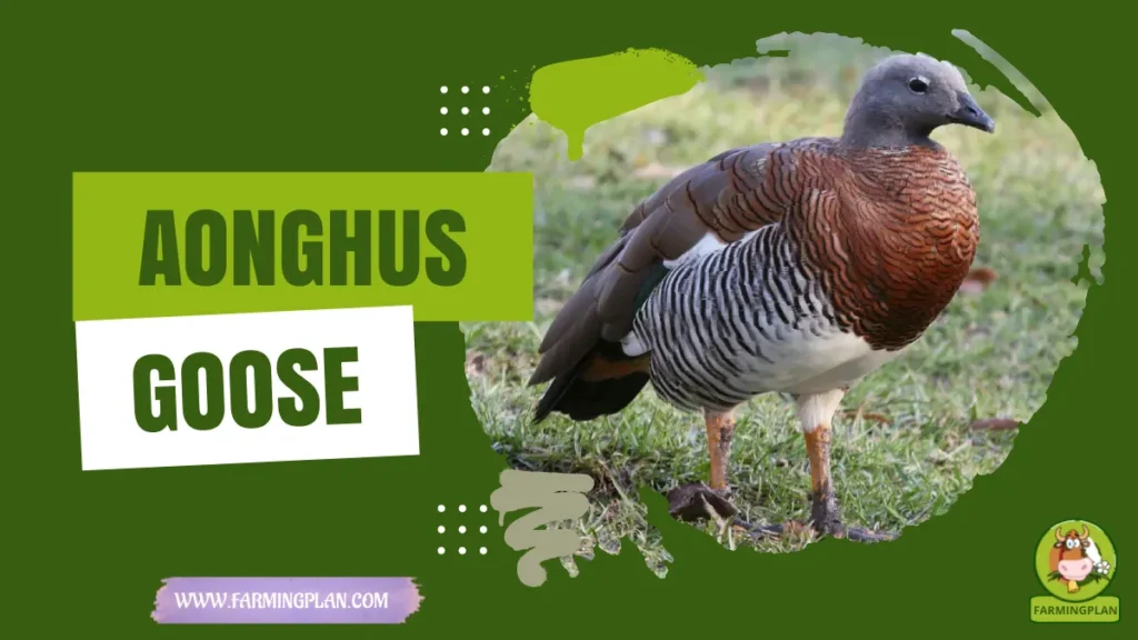 Aonghus Goose