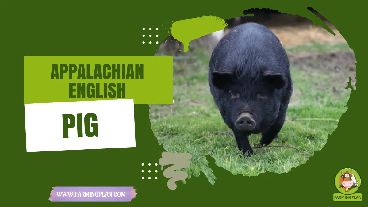 appalachian english pig