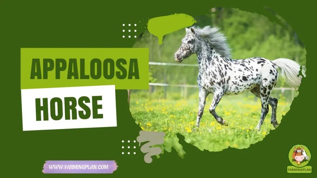 Appaloosa Horse