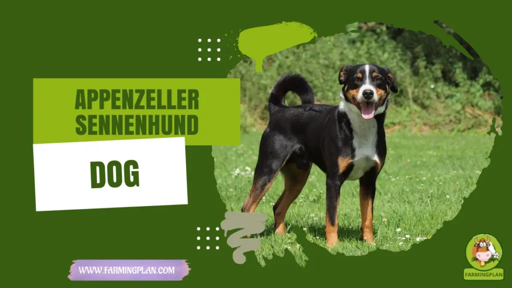 Appenzeller Sennenhund Dog