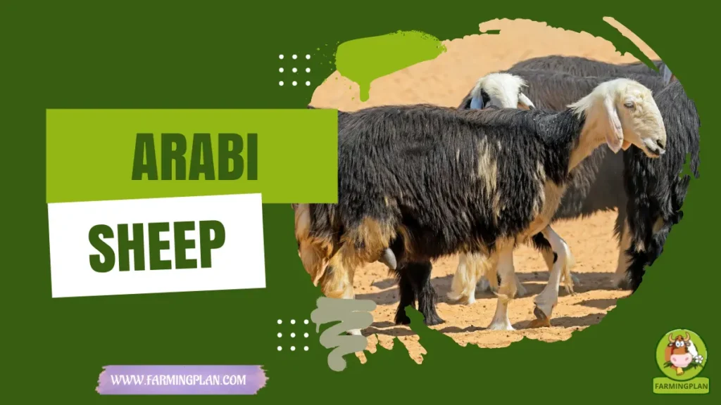 arabi sheep