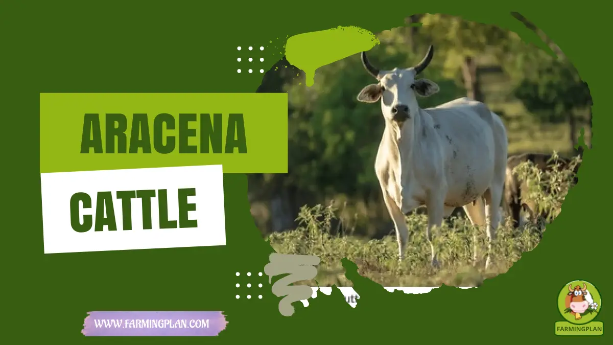 aracena cattle
