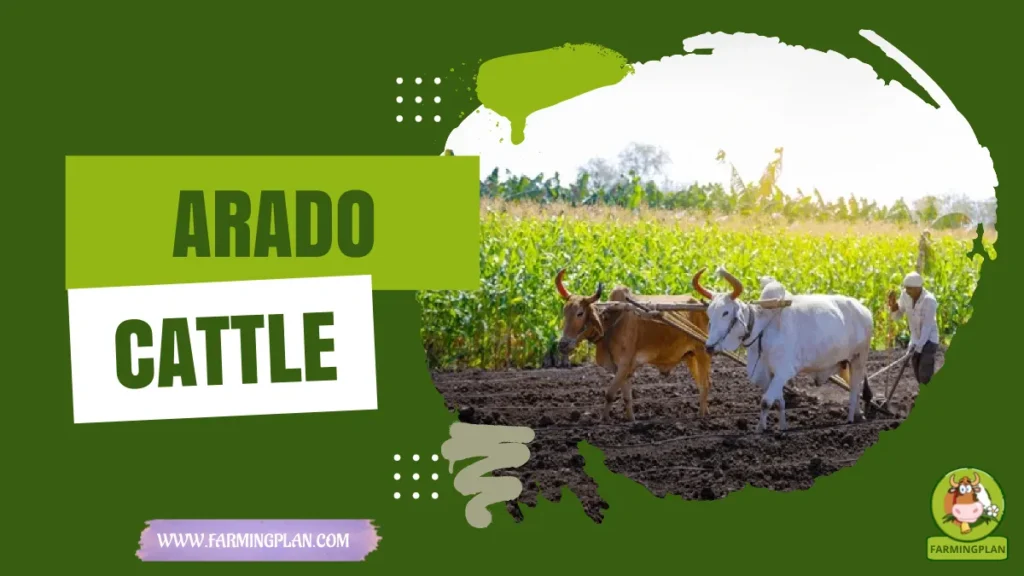 arado cattle