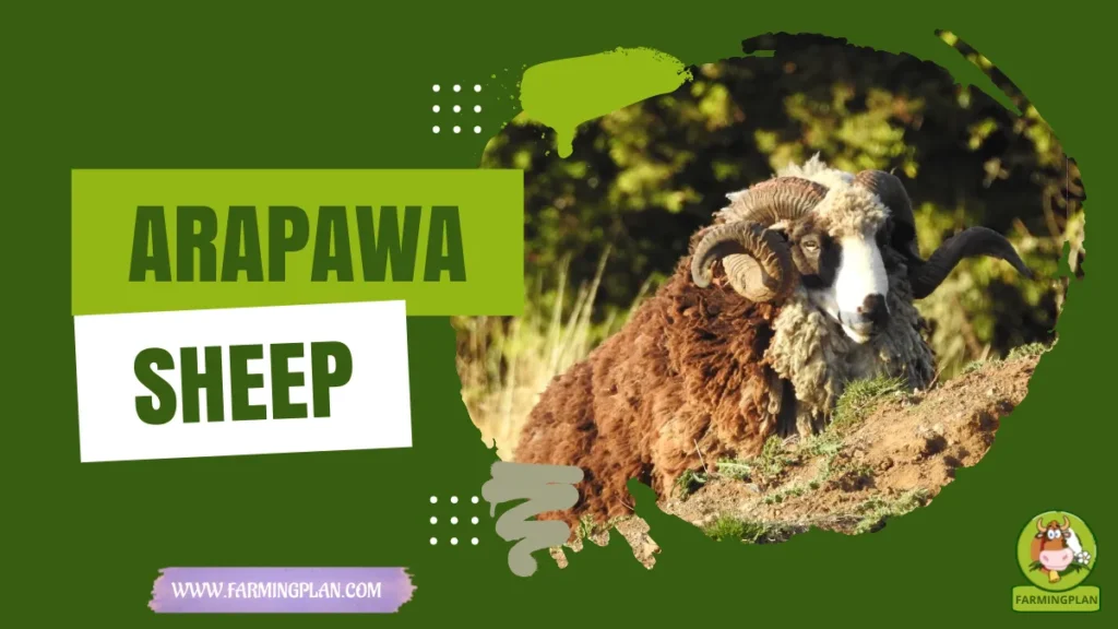 Arapawa Sheep