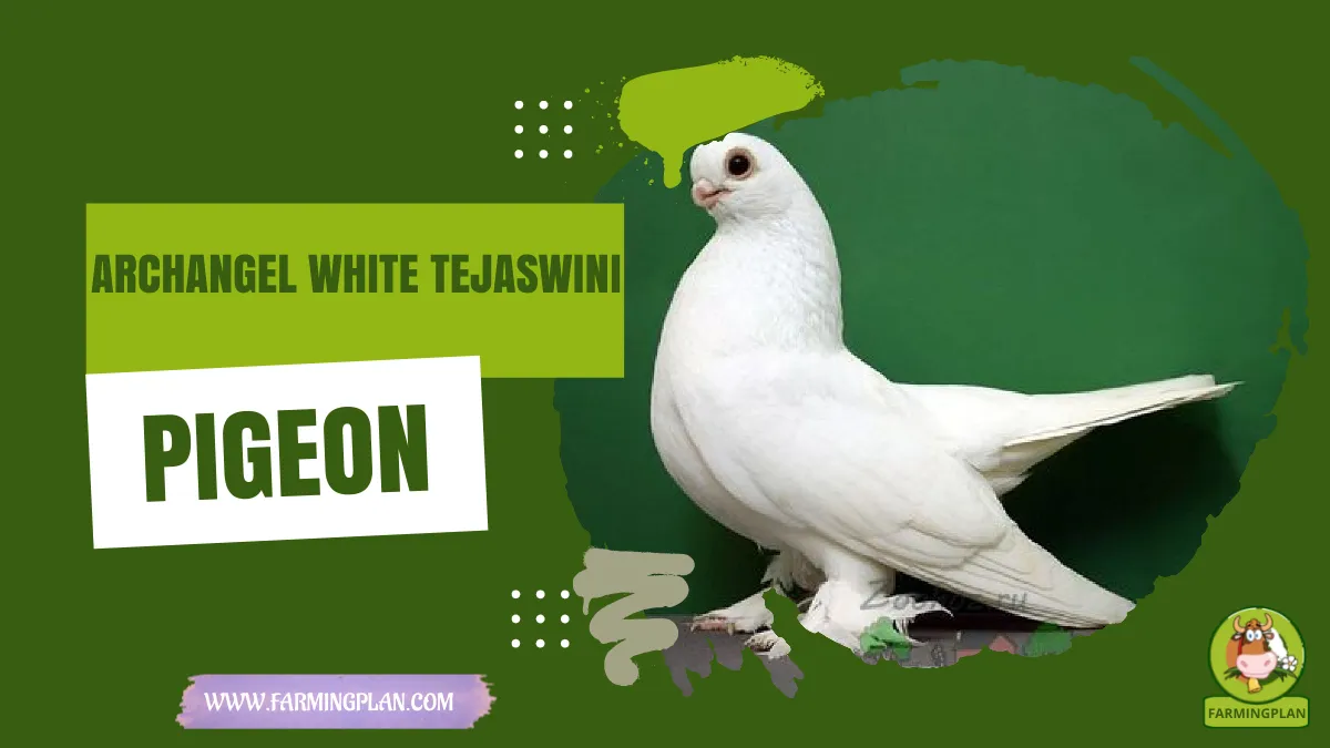 archangel white tejaswini pigeon