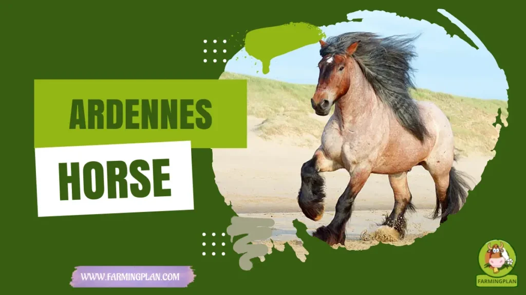 ardennes horse