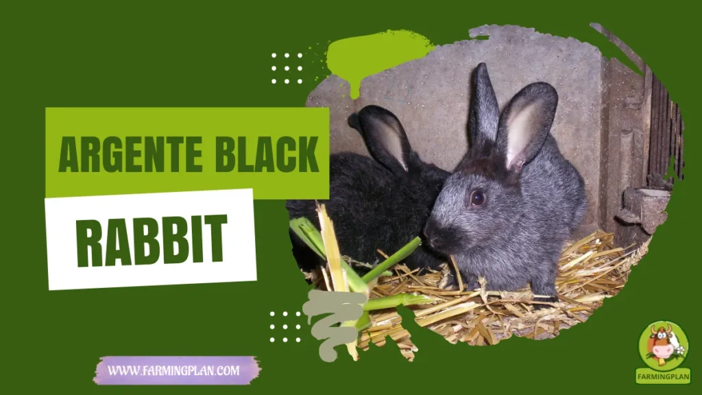 argente black rabbit