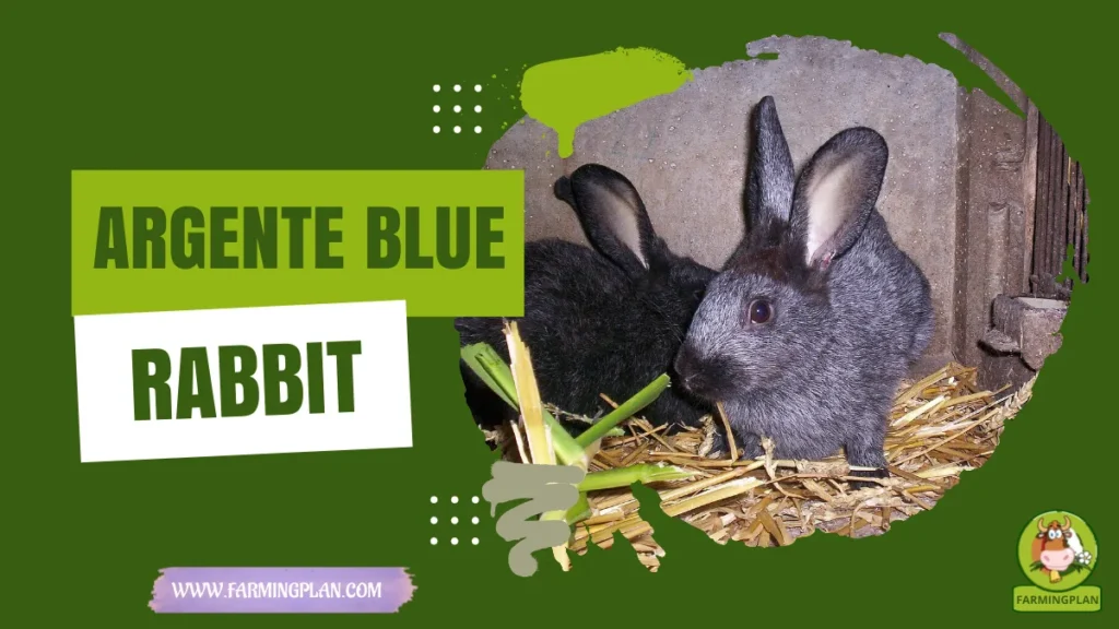Argente Blue Rabbit