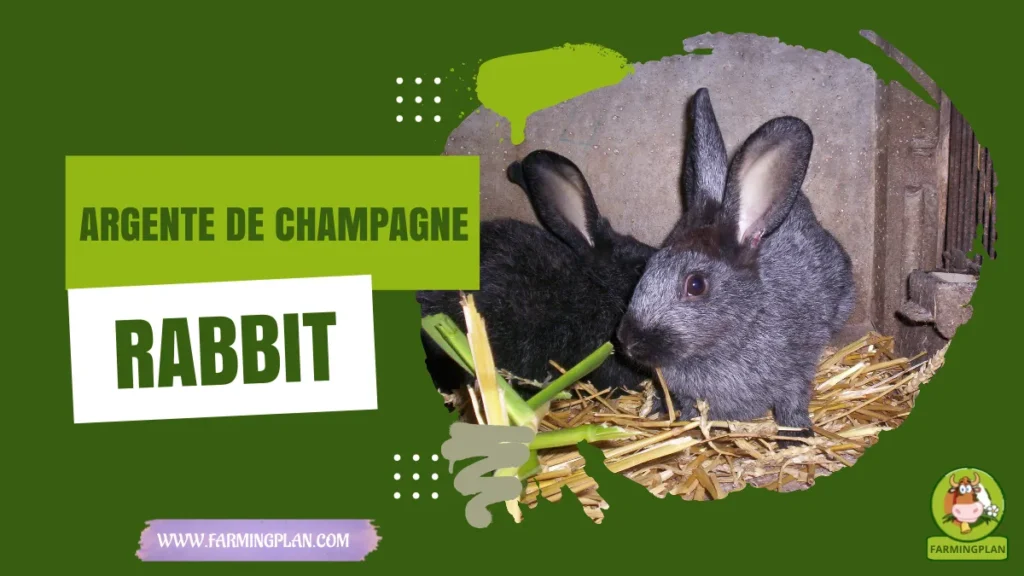 argente de champagne rabbit