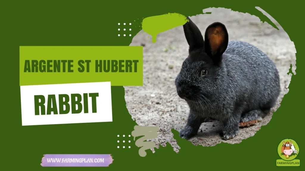 argente st hubert rabbit