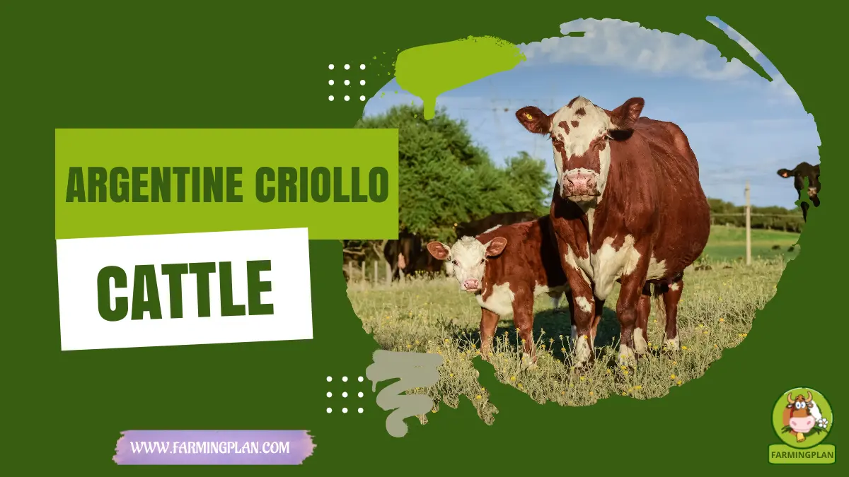 argentine criollo cattle