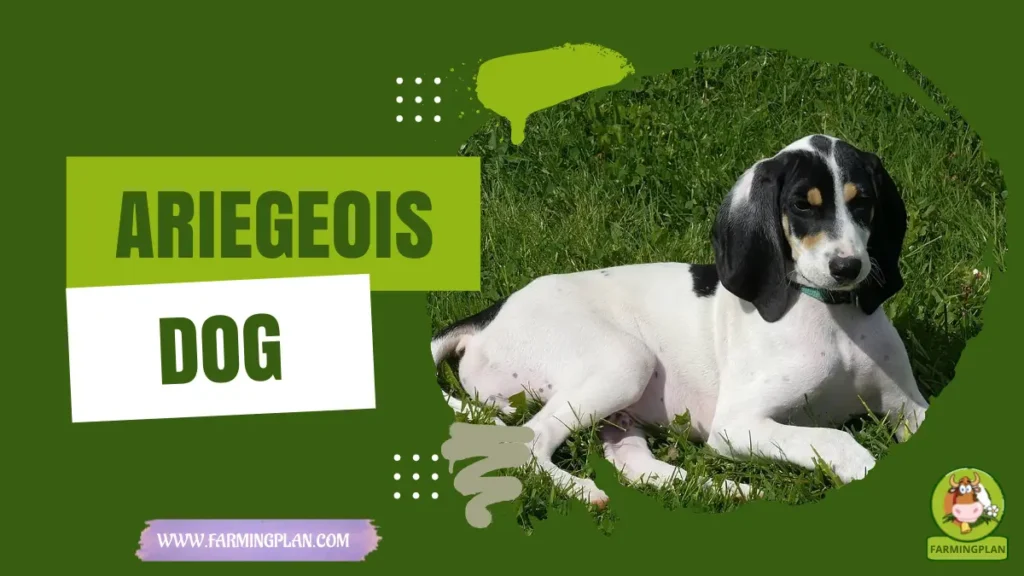 Ariegeois Dog