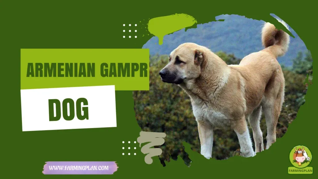 armenian gampr dog