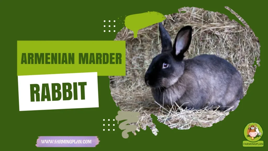 armenian marder rabbit