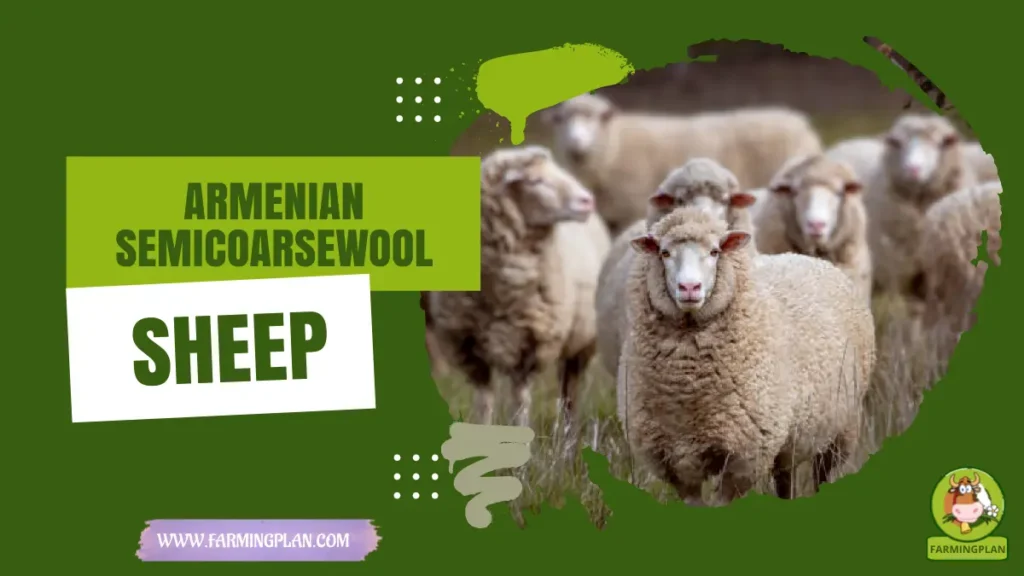 Armenian Semicoarsewool Sheep